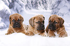 3 Dogue de Bordeaux Puppies