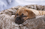 Dogue de Bordeaux Puppy