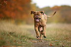 running  Bordeauxdog