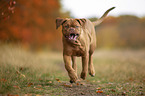 running  Bordeauxdog
