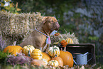 Dogue Bordeaux in autumn