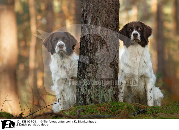 2 Dutch partridge dogs / KB-03708