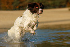 running Dutch partridge dog