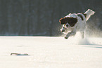 running Dutch Partridge Dog