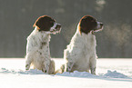 Dutch Partridge Dogs in the snow