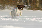 running Dutch Partridge Dog
