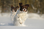 Dutch Partridge Dogs in the snow