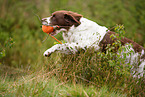 retrieving Dutch partridge dog