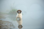 Dutch partridge dog in the fog