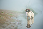 Dutch partridge dog in the fog