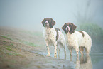 2 Dutch partridge dogs