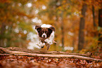 Dutch partridge dog in autumn