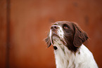 Dutch Partridge Dog Portrait