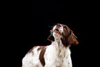 Dutch Partridge Dog Portrait