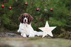 Dutch Partridge Dog with christmas decoration