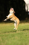 jumping English Bulldog