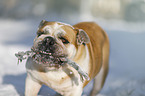 English Bulldog in the snow