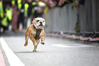 running English Bulldog
