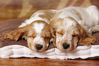 2 sleeping English Cocker Spaniel Puppies