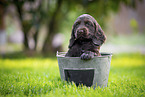 English Cocker Spaniel Puppy in bucket