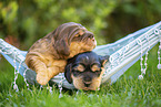 English Cocker Spaniel puppies on hammock