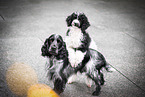 English Cocker Spaniel and Standard Poodle