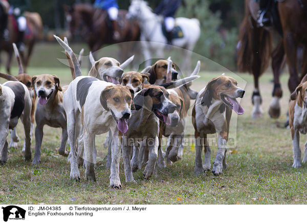 English Foxhounds hunting / JM-04385