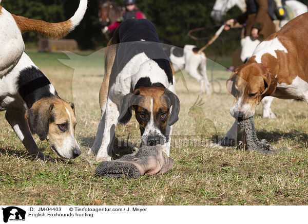 English Foxhounds hunting / JM-04403