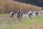 running English Foxhounds