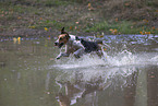 running English Foxhound