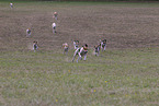 running English Foxhounds