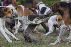 English Foxhounds hunting