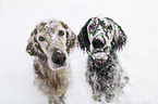 English Setter in the winter