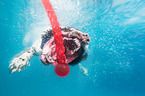 diving English Springer Spaniel