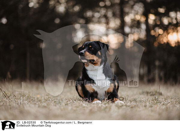 Entlebuch Mountain Dog / LB-02530