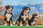 Entlebucher Mountain Dogs