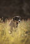 Entlebuch mountain dog puppy