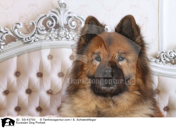 Eurasian Dog Portrait / SS-43793