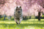 running eurasian dog