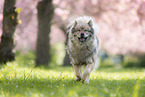 running eurasian dog