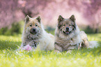 2 eurasian dogs