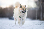 walking eurasian dog