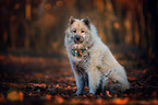 sitting eurasian dog