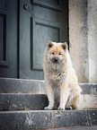 sitting eurasian dog