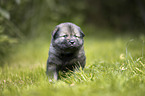 eurasian puppy