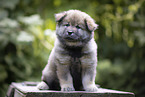 eurasian puppy