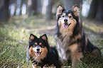 2 Finnish Lapphund