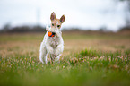 playing Fox Terrier