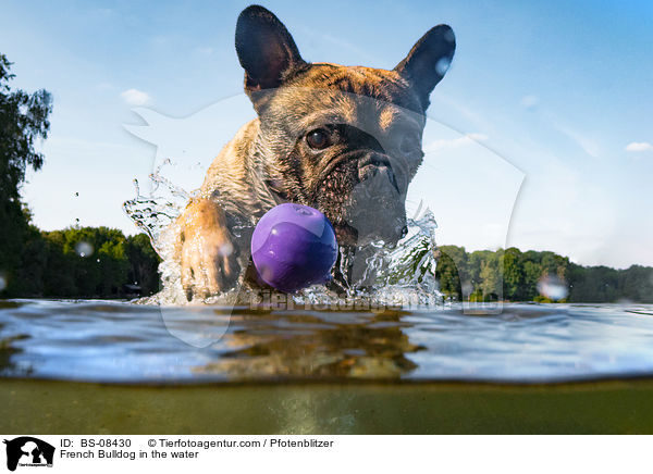French Bulldog in the water / BS-08430