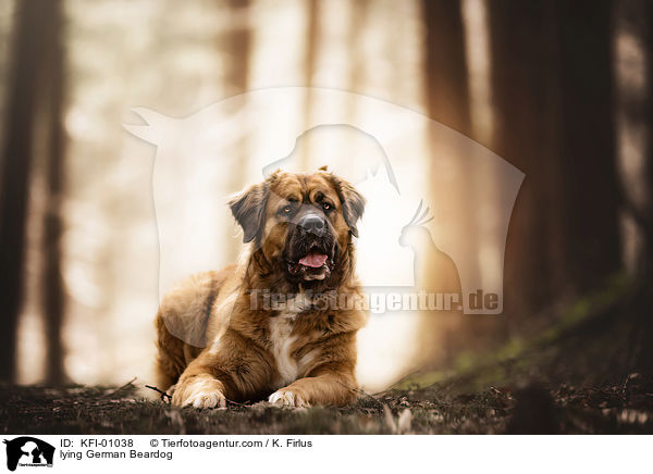 lying German Beardog / KFI-01038